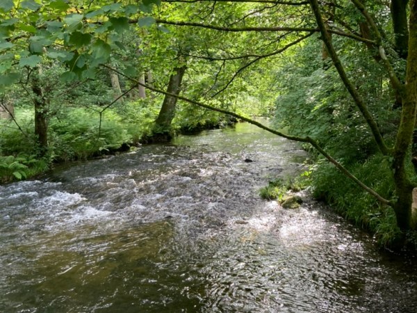 Shall the Trees Clap Their&nbsp;Hands?