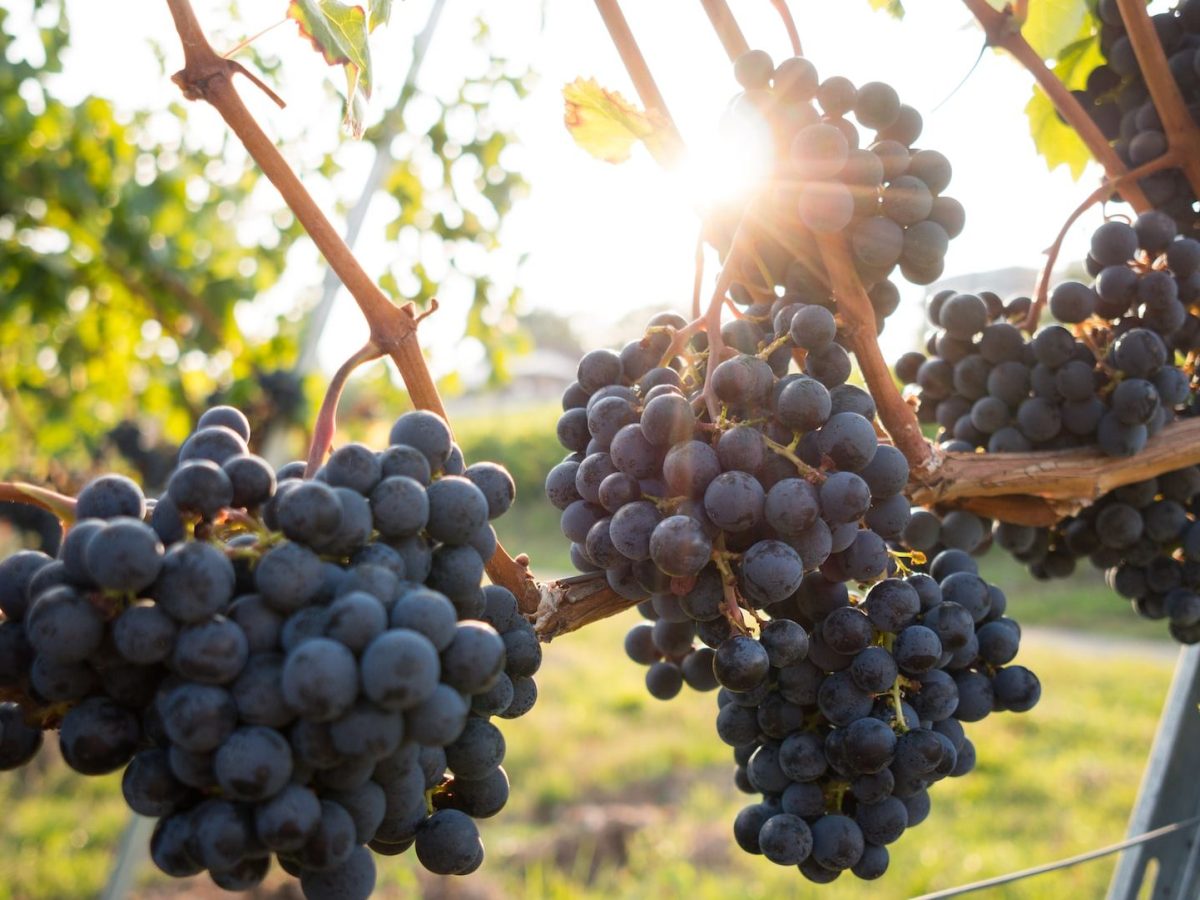 Oh, Taste and&nbsp;See!