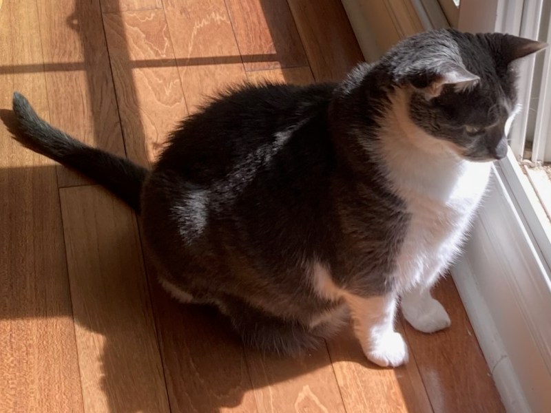 Cats are Not the Only Things I’m Allergic&nbsp;To