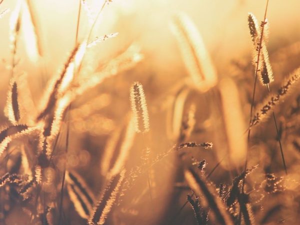 When Our Seeds Only Grow&nbsp;Thorns