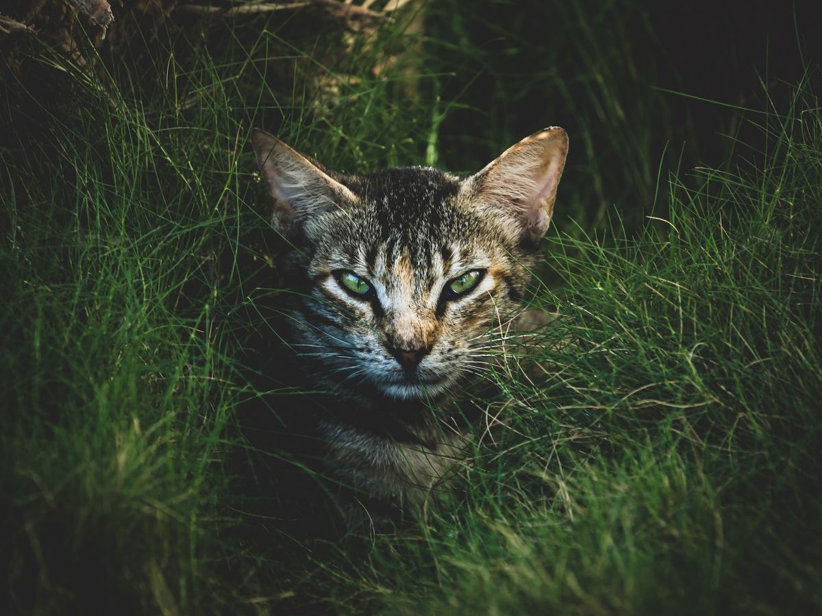 God Overcomes the Green-Eyed&nbsp;Monster